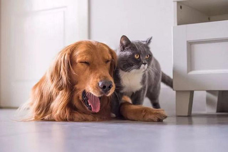 Babio lanseeraa TOXO Ab -testisarjan lemmikkien nopeaan toksoplasmavasta-aineiden havaitsemiseen