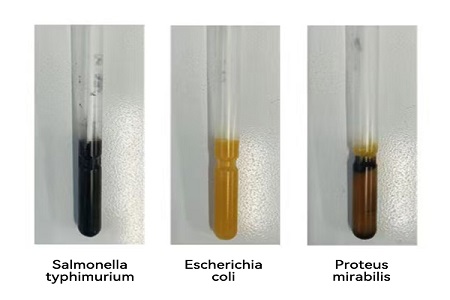 BABIO lanseeraa korkean suorituskyvyn kuljetusalustan (SS-tyyppi) luotettavaa maailmanlaajuista mikrobinäytteiden siirtoa varten