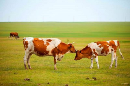 BABIO esittelee erittäin herkän naudan tiineyden pikatestisarjan nykyaikaiseen karjankasvatukseen