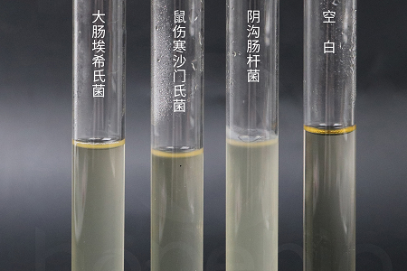 Babio Biotechnology lanseeraa tehokkaan aivosydäninfuusioliemen luotettavaan mikrobien viljelyyn