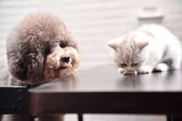 Nopea FPV Ag -testisarja kissan tuholaisviruksen havaitsemiseen