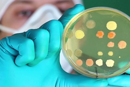 Luotettavan MRS-agarin kasvava kysyntä elintarvikemikrobiologiassa ja probioottitutkimuksessa