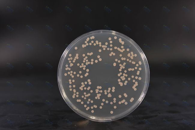 Brain Heart Infusion Agar: Runsas ravinneliuos bakteeriviljelyyn